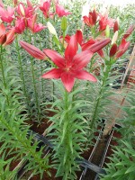 [5078 Methone No02.JPG]